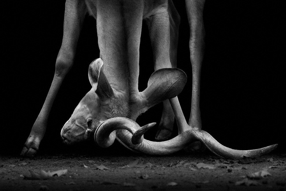 Meraviglia allo zoo, gli scatti artistici di Ademeit