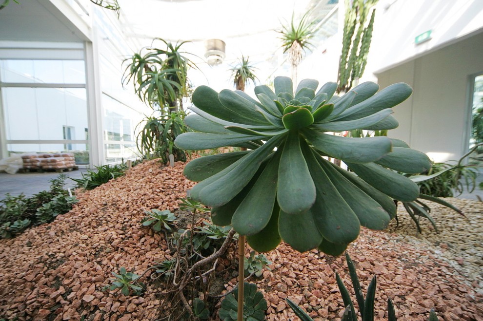 Padova, tra verde e hi-tech: ecco il nuovo orto botanico