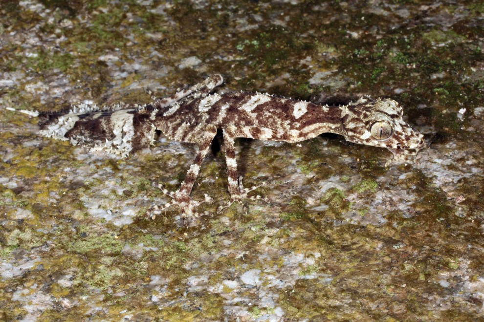 Australia, nuove specie in un "mondo perduto"