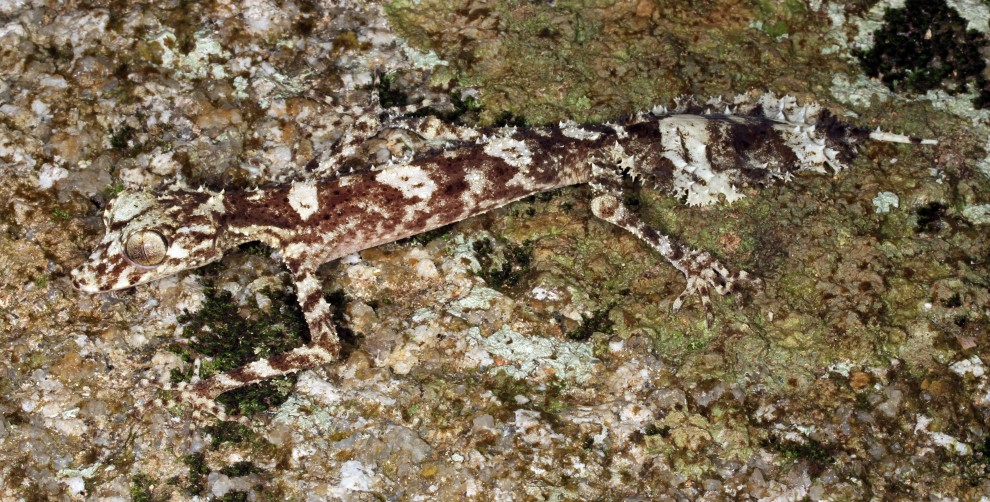 Australia, nuove specie in un "mondo perduto"