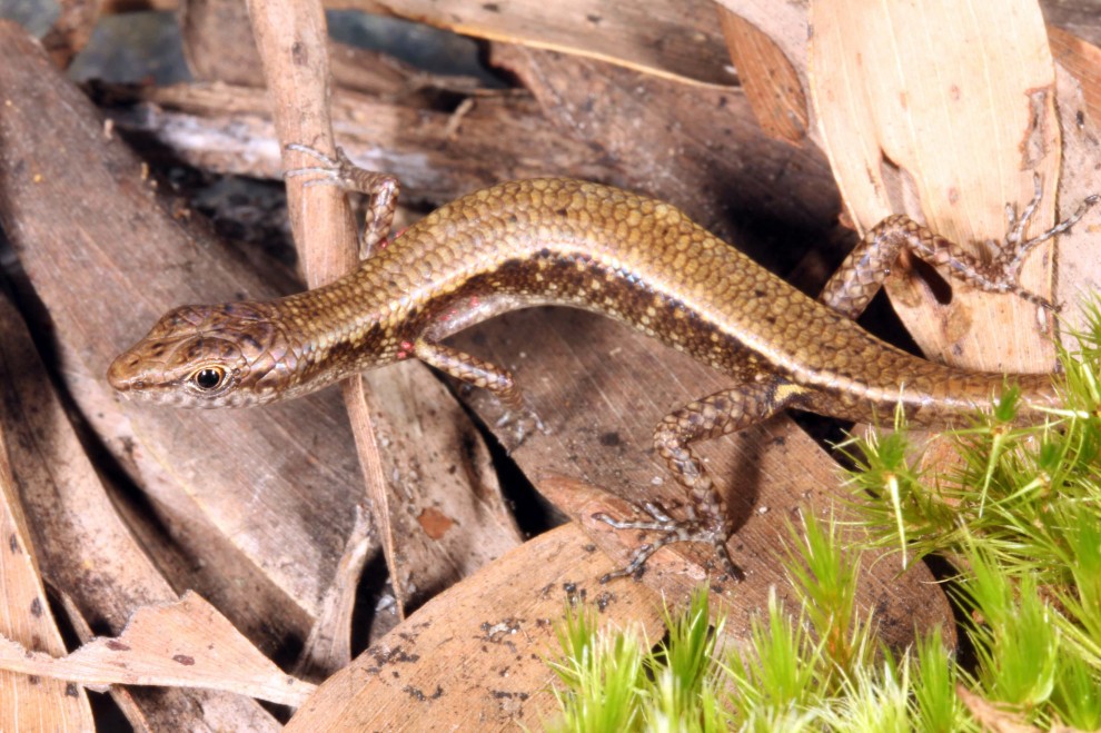 Australia, nuove specie in un "mondo perduto"