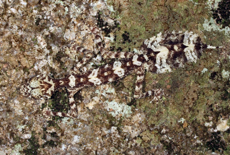 Australia, nuove specie in un "mondo perduto"