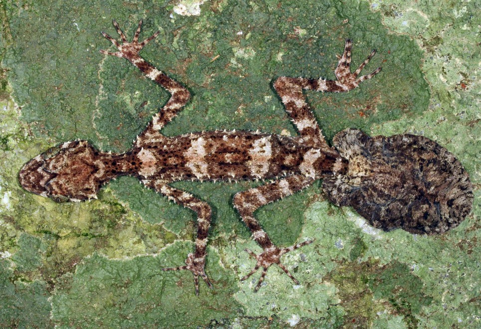 Australia, nuove specie in un "mondo perduto"