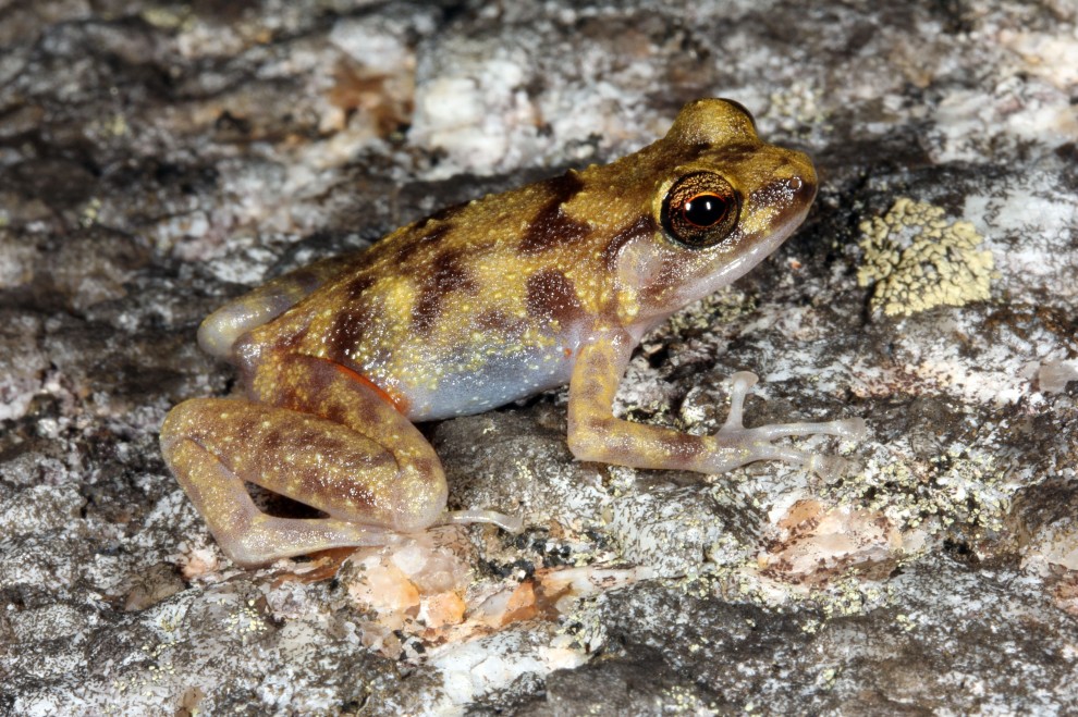 Australia, nuove specie in un "mondo perduto"