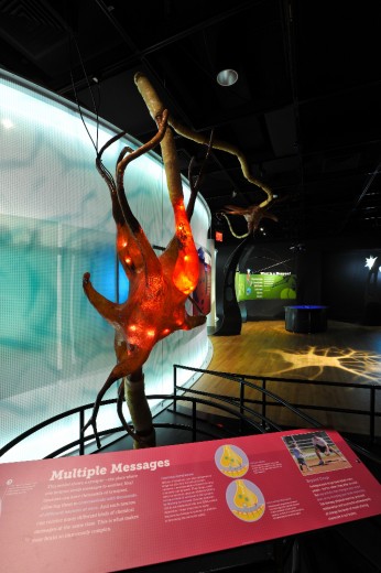Brain, la mostra a Milano"Il cervello: istruzioni per l'uso"