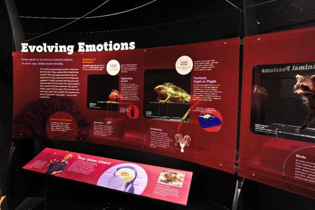 Brain, la mostra a Milano"Il cervello: istruzioni per l'uso"
