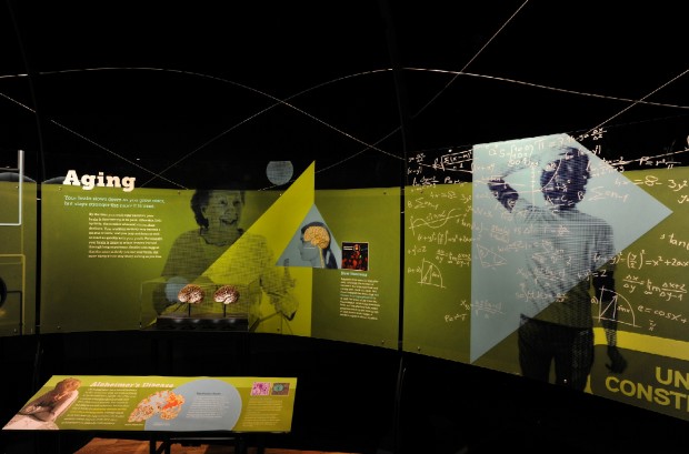 Brain, la mostra a Milano"Il cervello: istruzioni per l'uso"