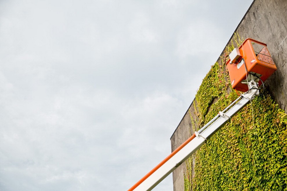 Francia, murales botanici: la street art di SpY