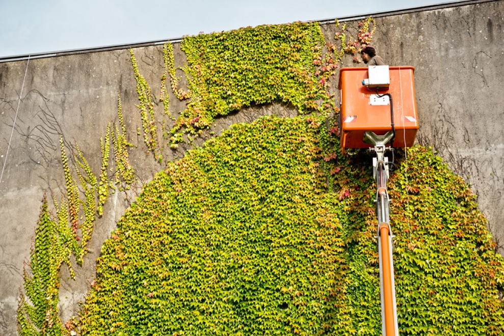 Francia, murales botanici: la street art di SpY