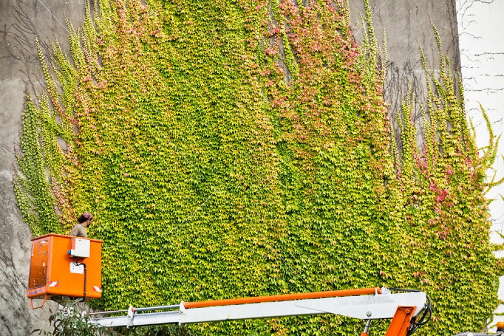 Francia, murales botanici: la street art di SpY