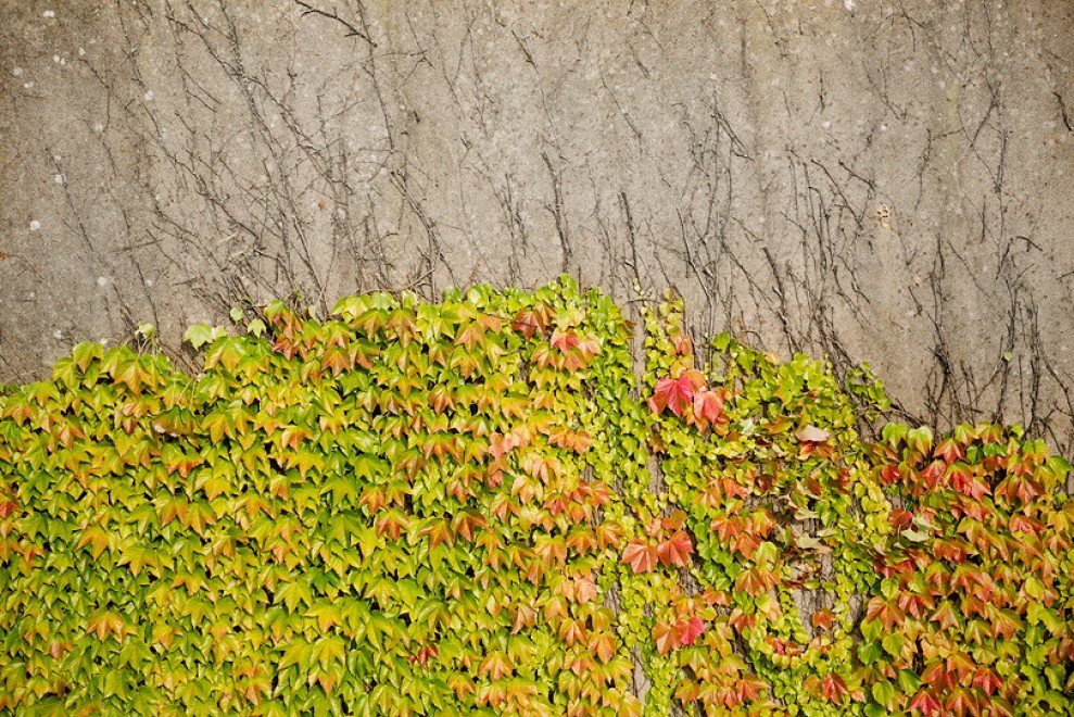 Francia, murales botanici: la street art di SpY