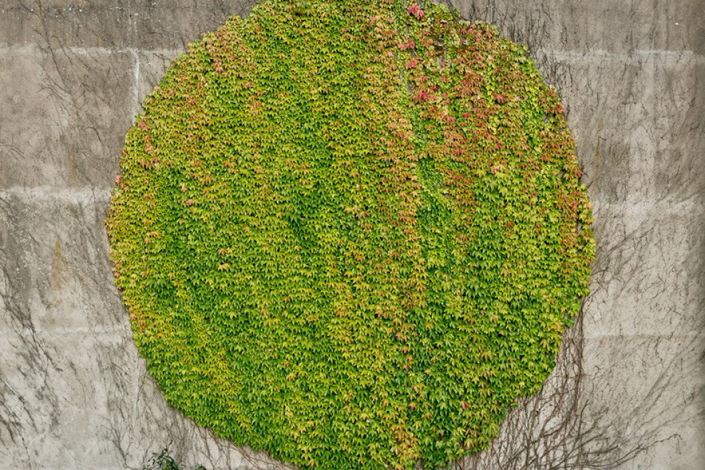 Francia, murales botanici: la street art di SpY