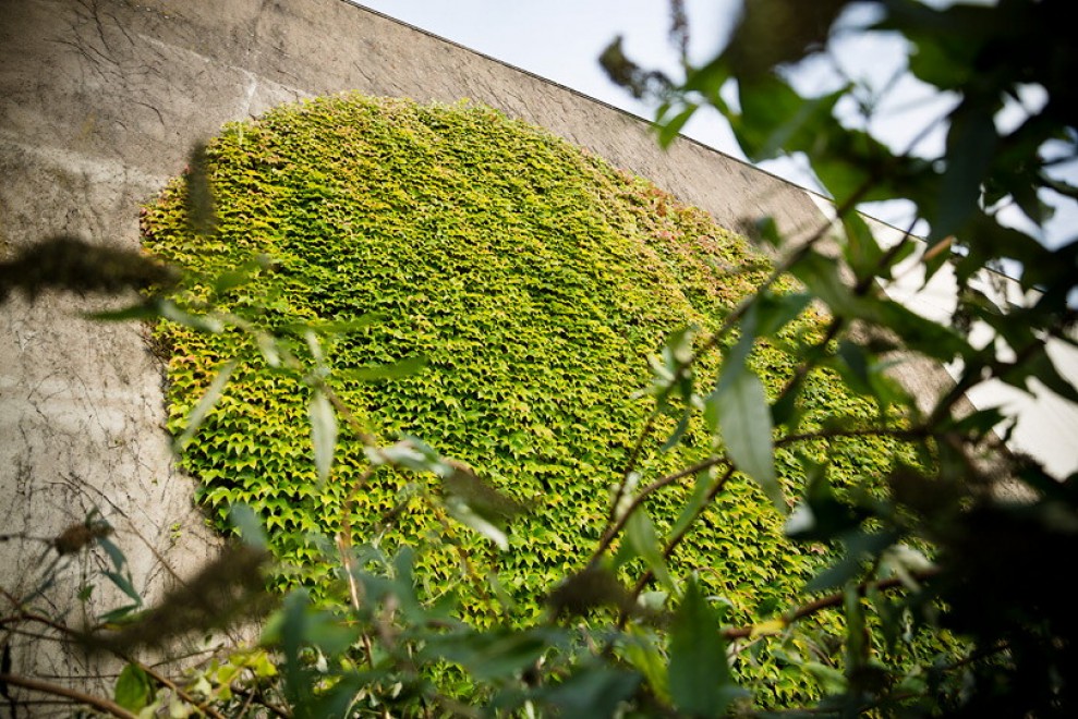 Francia, murales botanici: la street art di SpY