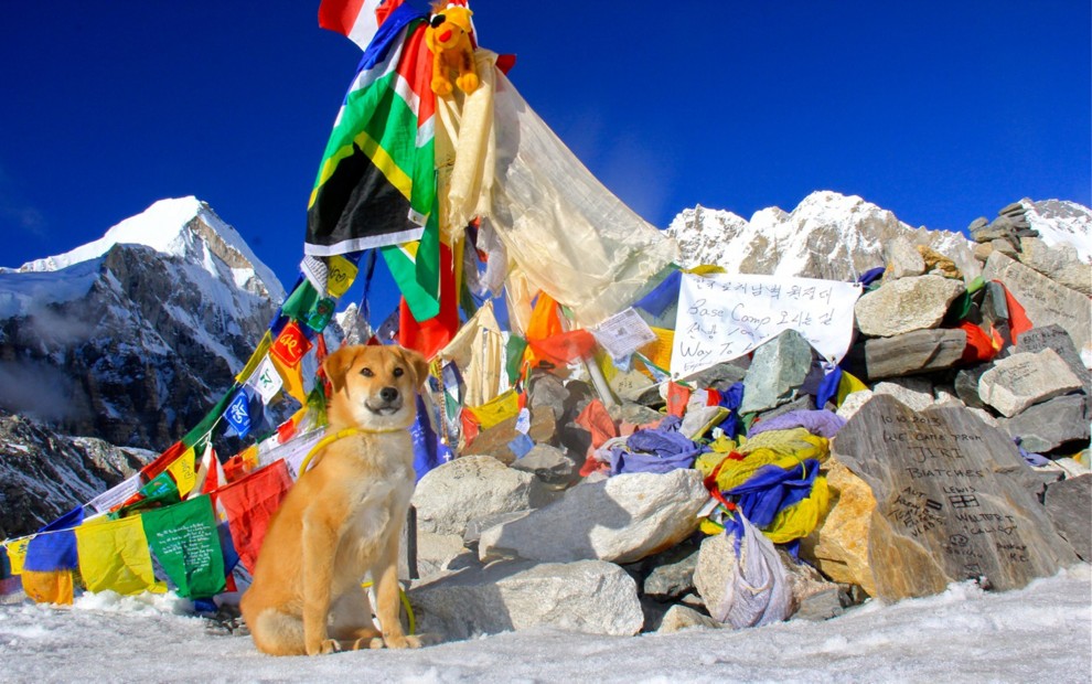 Rupee, il primo cane che ha scalato l'Everest