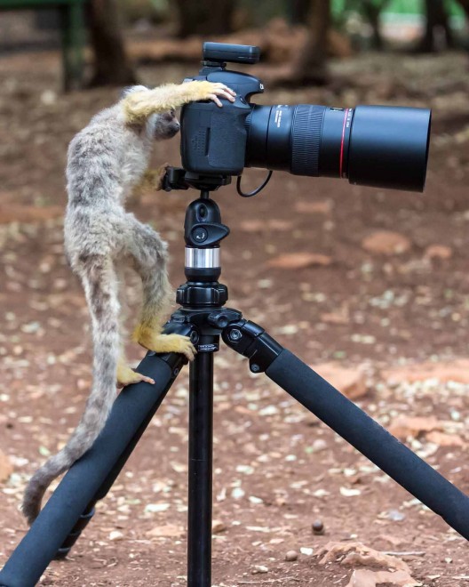 Israele, sorpresa nel parco: le scimmie fotoreporter