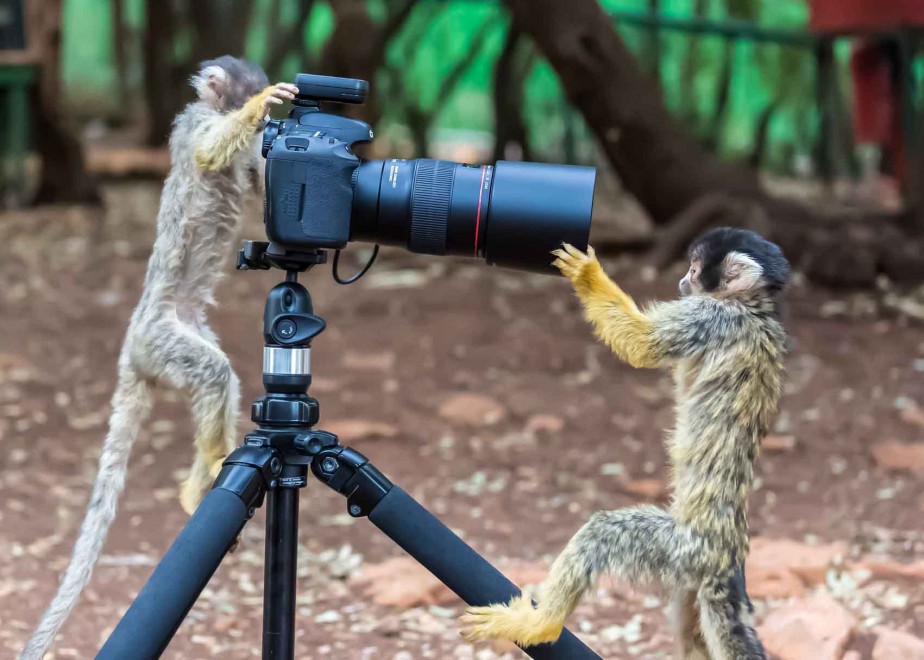 Israele, sorpresa nel parco: le scimmie fotoreporter