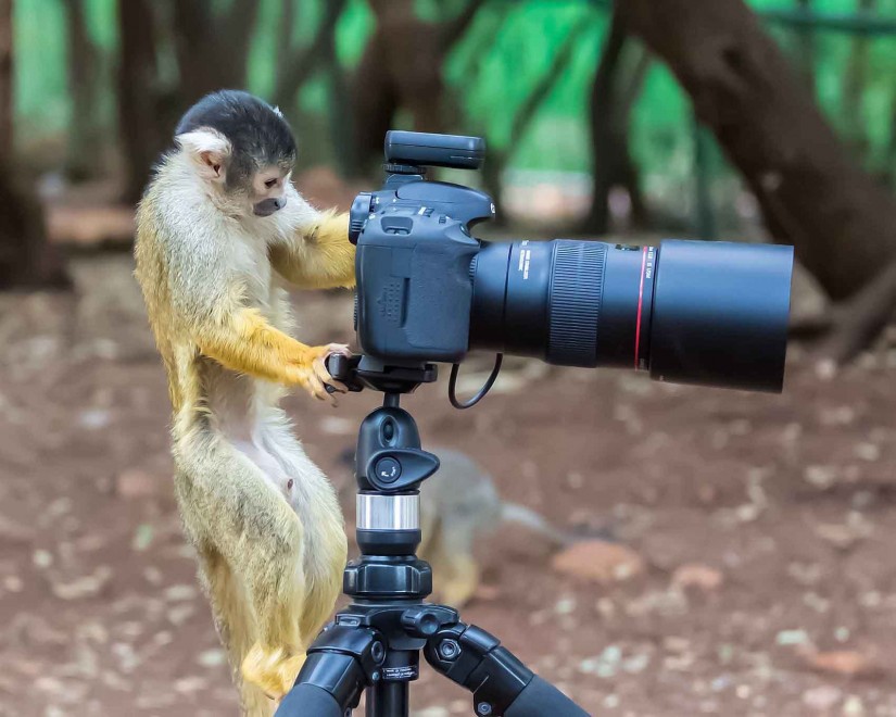 Israele, sorpresa nel parco: le scimmie fotoreporter