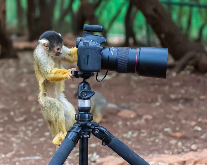 Israele, sorpresa nel parco: le scimmie fotoreporter