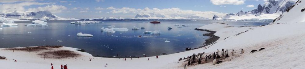 Nella bocca del pinguino, scatto virale dall'Antartide