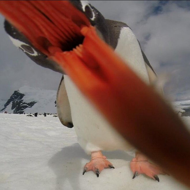 Nella bocca del pinguino, scatto virale dall'Antartide