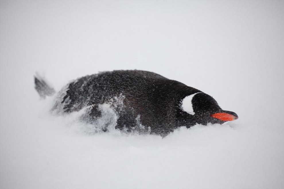 Nella bocca del pinguino, scatto virale dall'Antartide