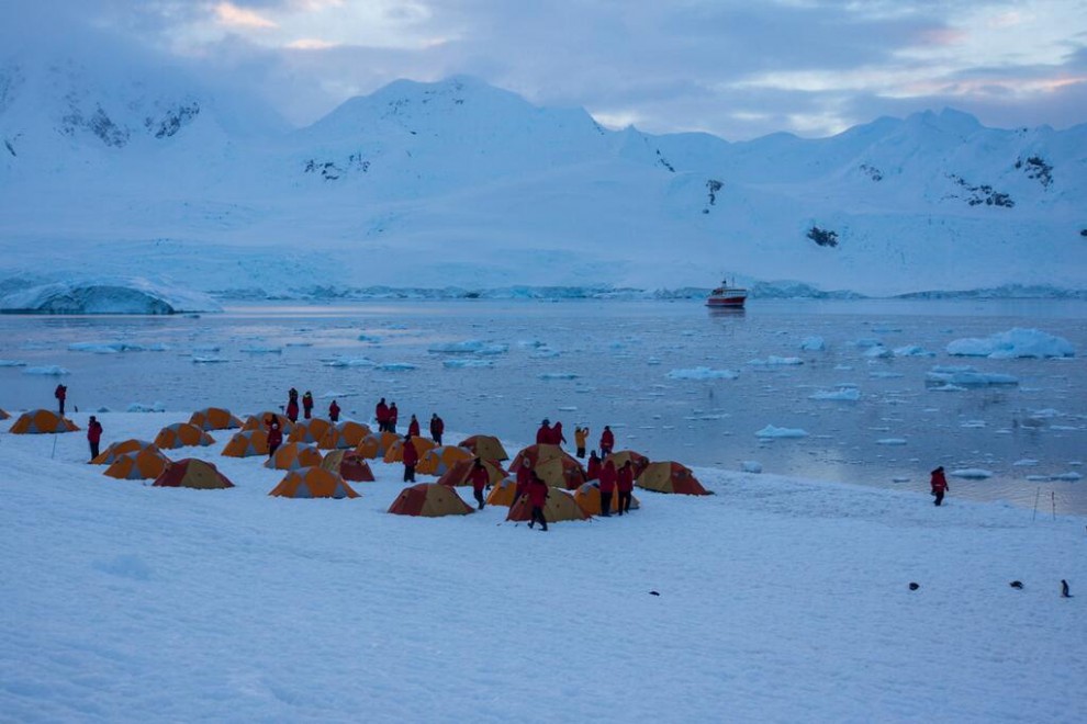 Nella bocca del pinguino, scatto virale dall'Antartide