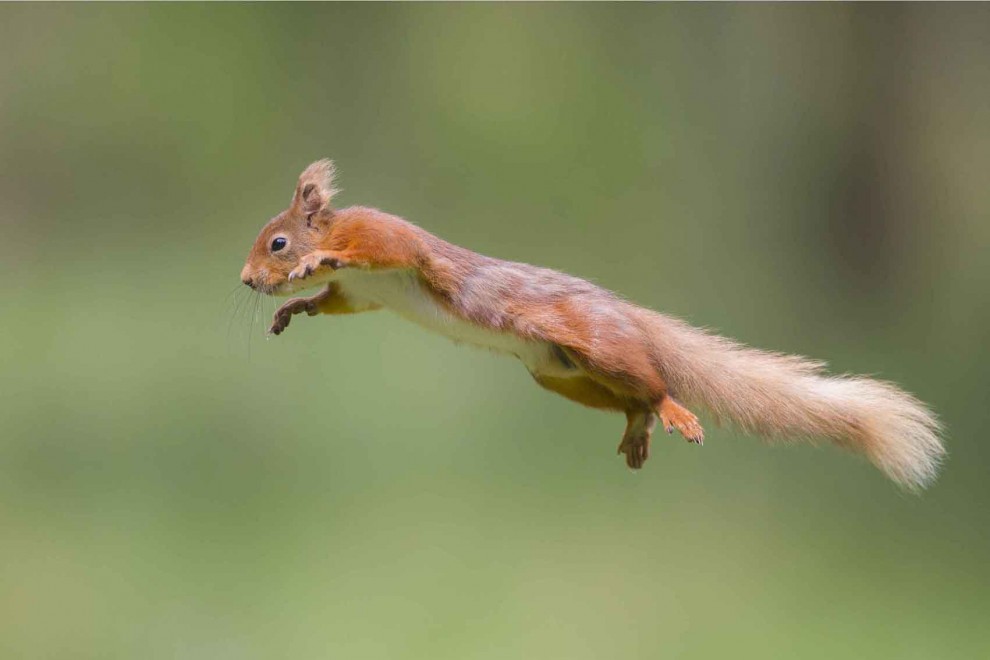 Il salto dello scoiattolo ninja, la fotosequenza