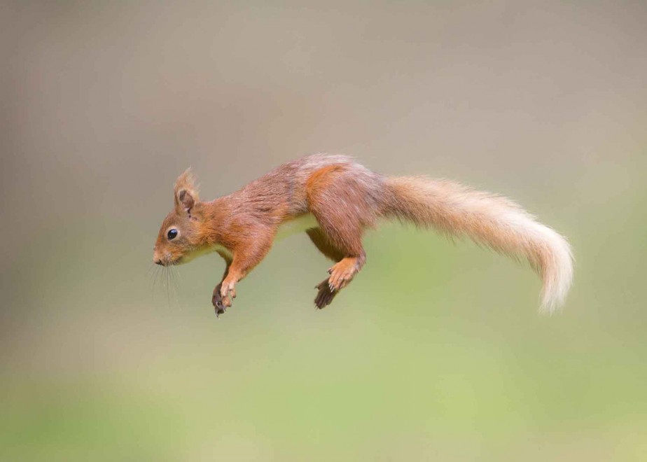 Il salto dello scoiattolo ninja, la fotosequenza