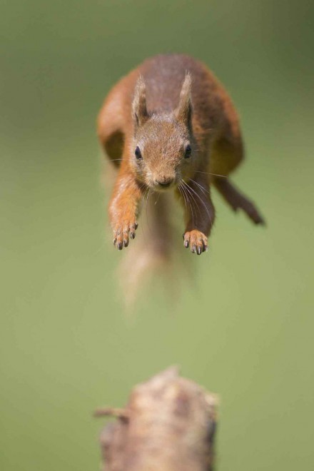 Il salto dello scoiattolo ninja, la fotosequenza
