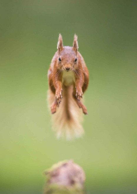 Il salto dello scoiattolo ninja, la fotosequenza