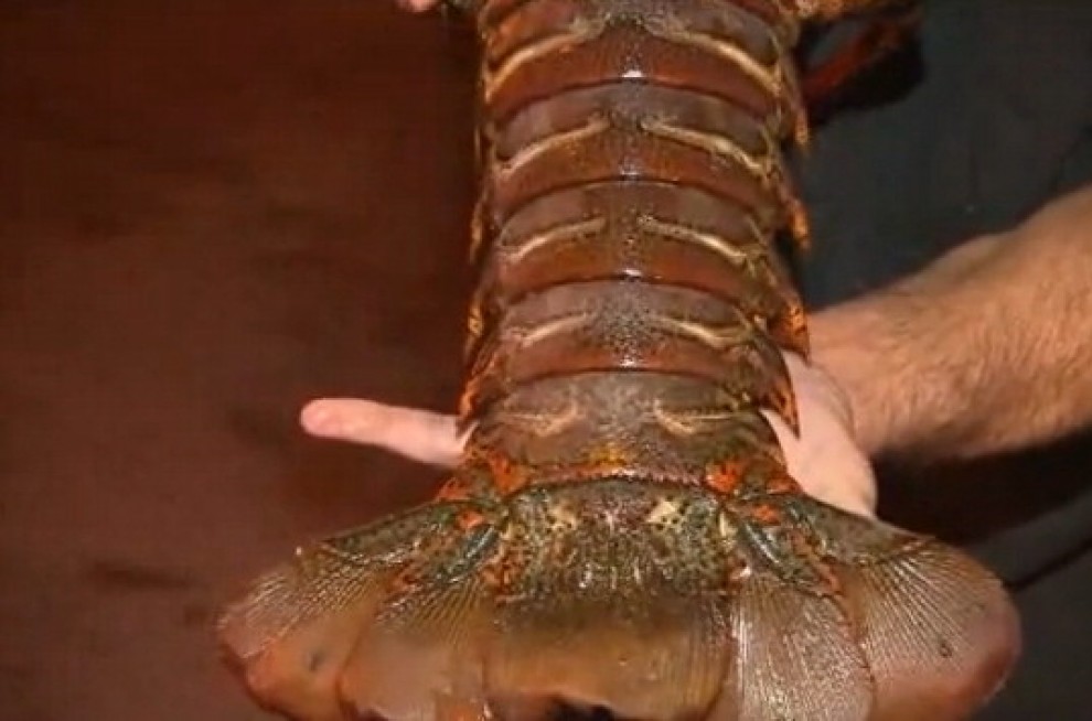 California, pescata aragosta gigante da 8 kg