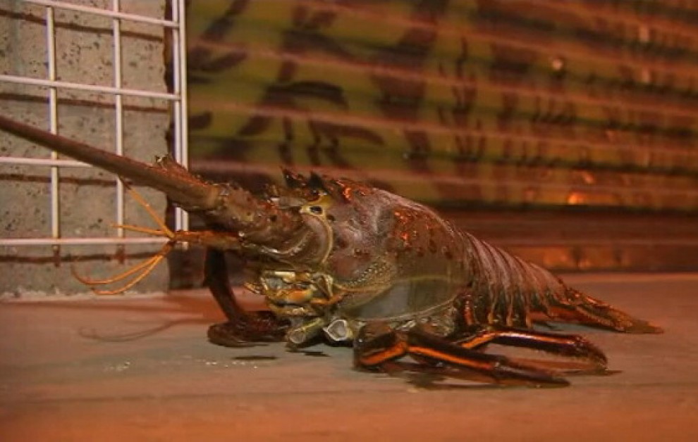 California, pescata aragosta gigante da 8 kg
