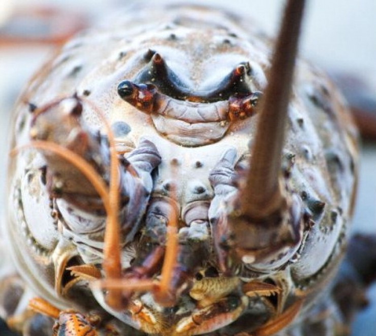 California, pescata aragosta gigante da 8 kg
