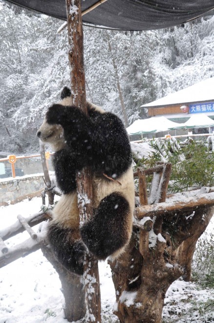 Cina, la pole dance del panda gigante