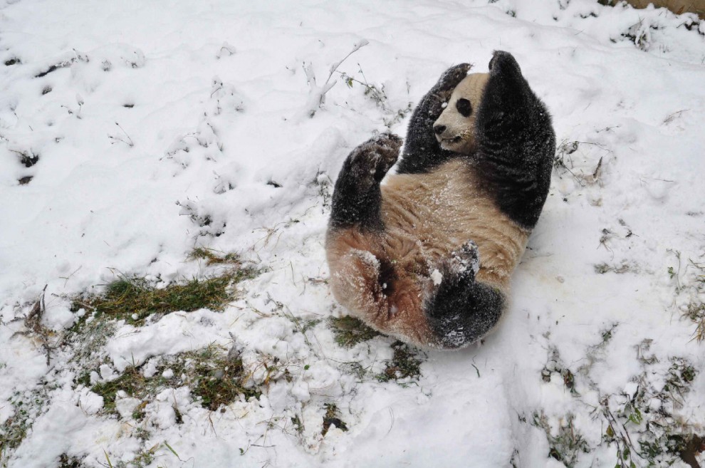 Cina, la pole dance del panda gigante
