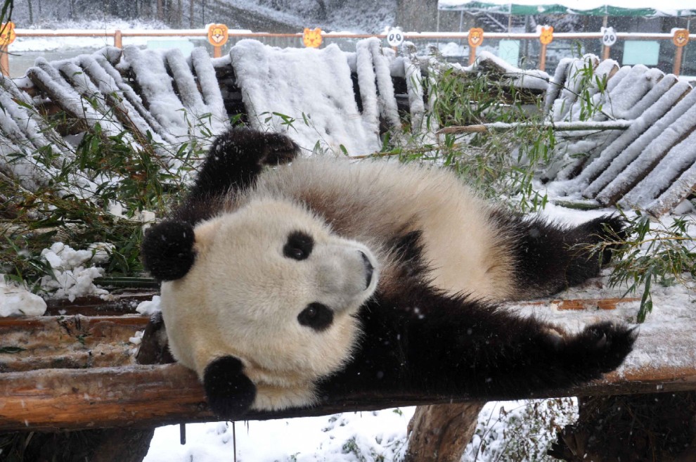Cina, la pole dance del panda gigante