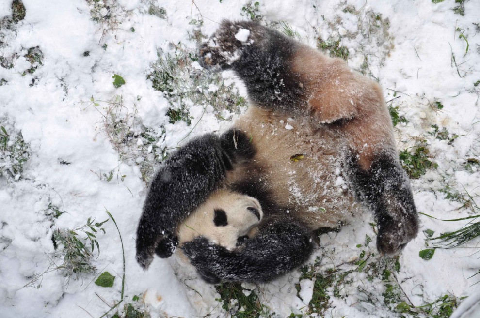 Cina, la pole dance del panda gigante