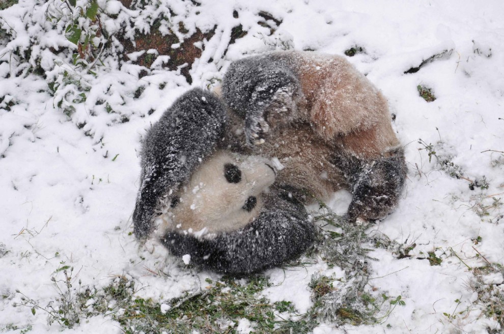Cina, la pole dance del panda gigante