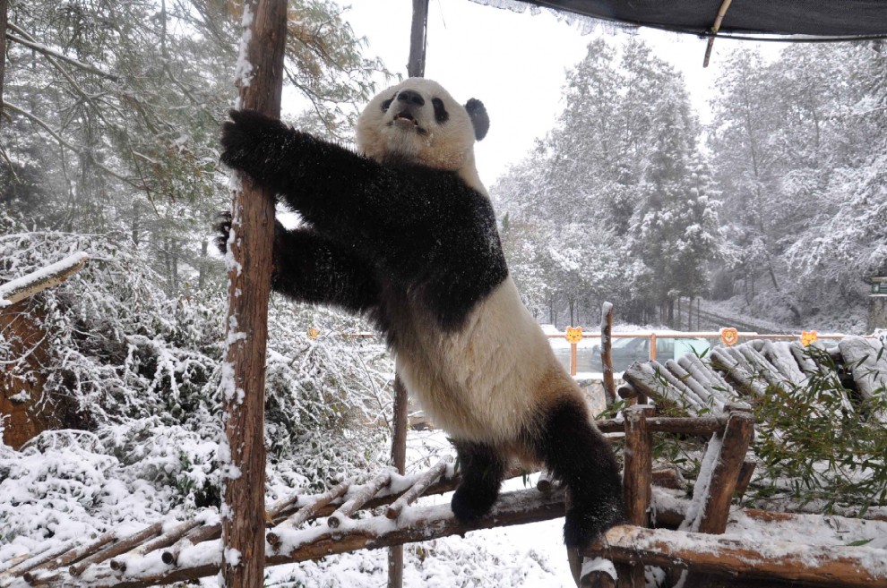 Cina, la pole dance del panda gigante