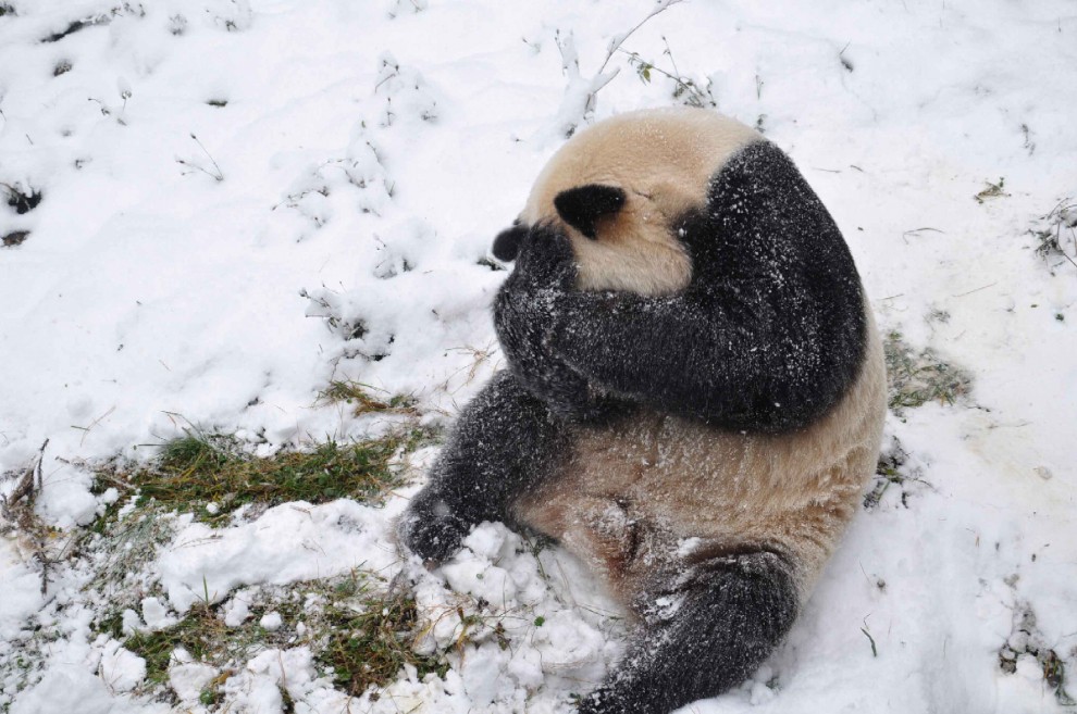 Cina, la pole dance del panda gigante
