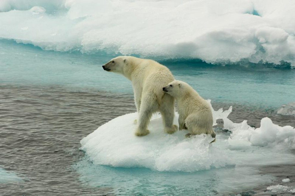 Il 2013 di Greenpeace: tutte le azioni per difendere l'Artico