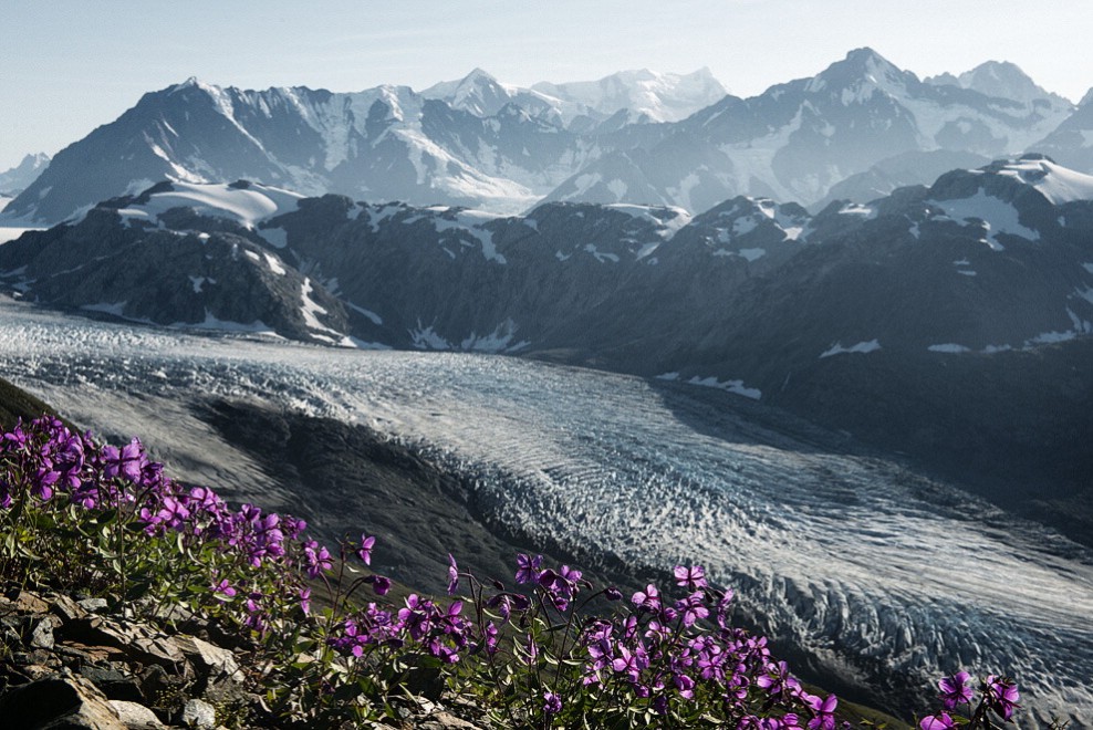 Alaska, il ritiro dei ghiacciai: il fotoconfronto