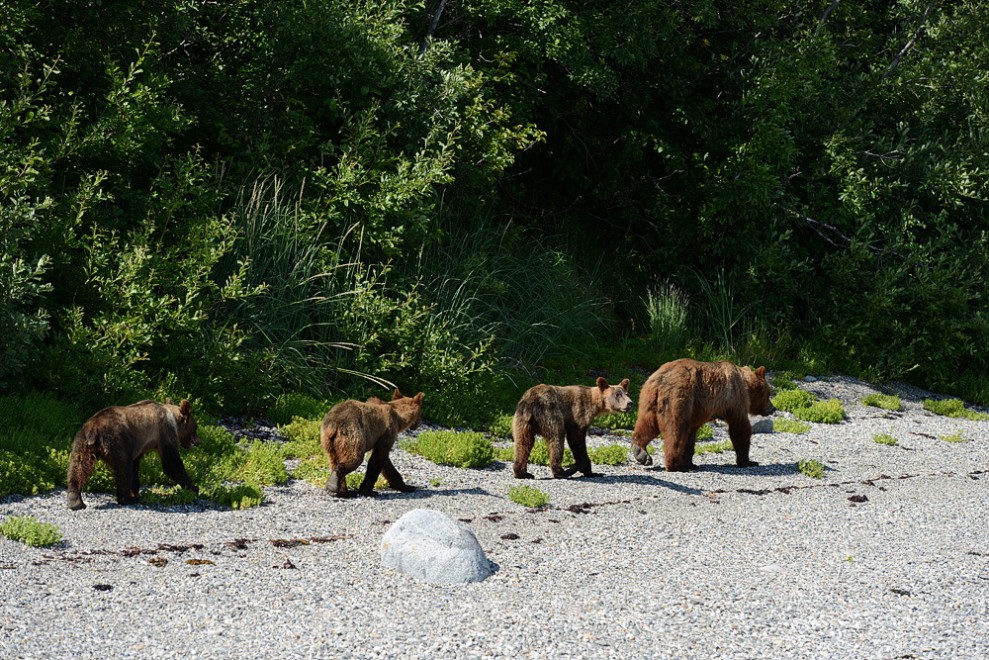 Alaska, il ritiro dei ghiacciai: il fotoconfronto