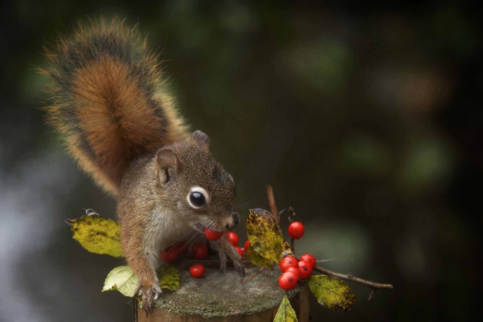 Canada, il Natale degli scoiattoli