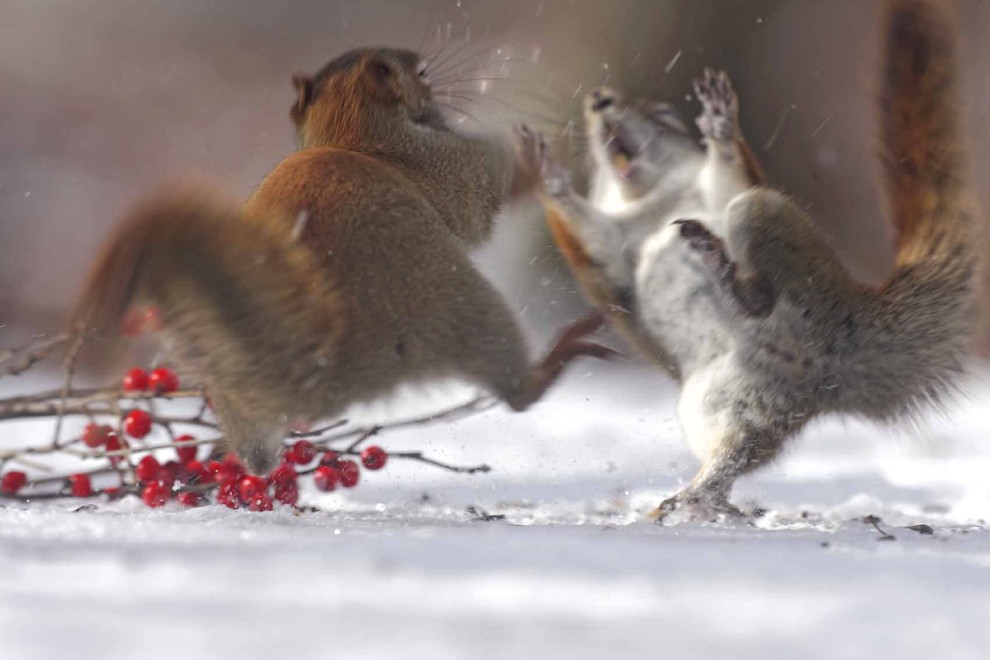 Canada, il Natale degli scoiattoli