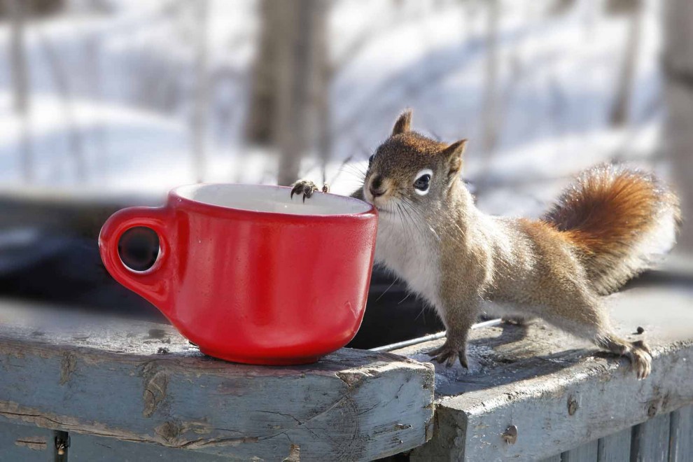 Canada, il Natale degli scoiattoli