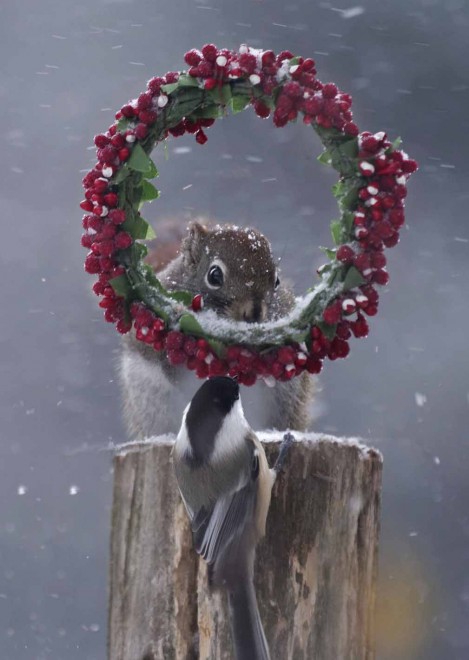 Canada, il Natale degli scoiattoli