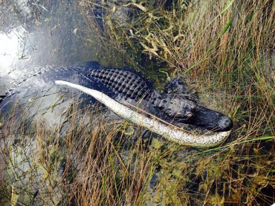 Coccodrillo vs pitone birmano: sfida mortale