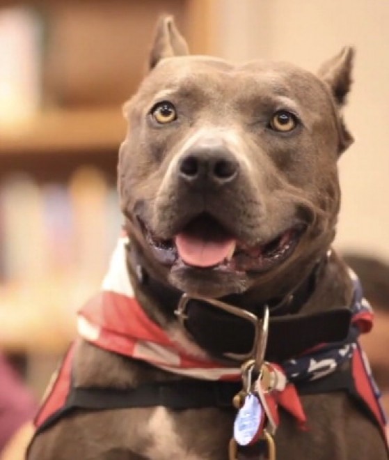 Elle, il pitbull pi&ugrave; eroico degli Usa: aiuta i bambini a leggere in pubblico