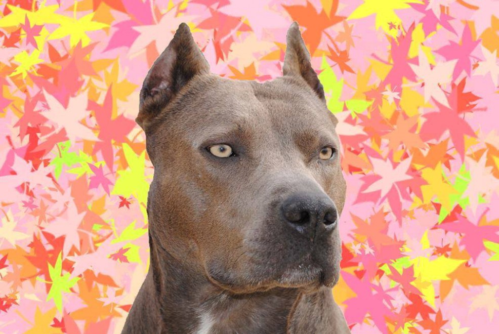 Elle, il pitbull pi&ugrave; eroico degli Usa: aiuta i bambini a leggere in pubblico